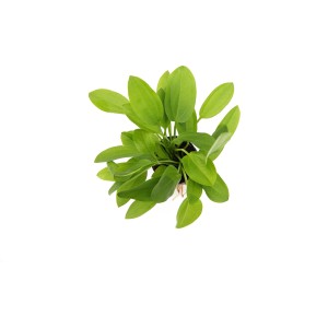 Dennerle Aquariumpflanze Echinodorus Cordifolius Mini, Froschlöffel mit hellgrünen Blättern.