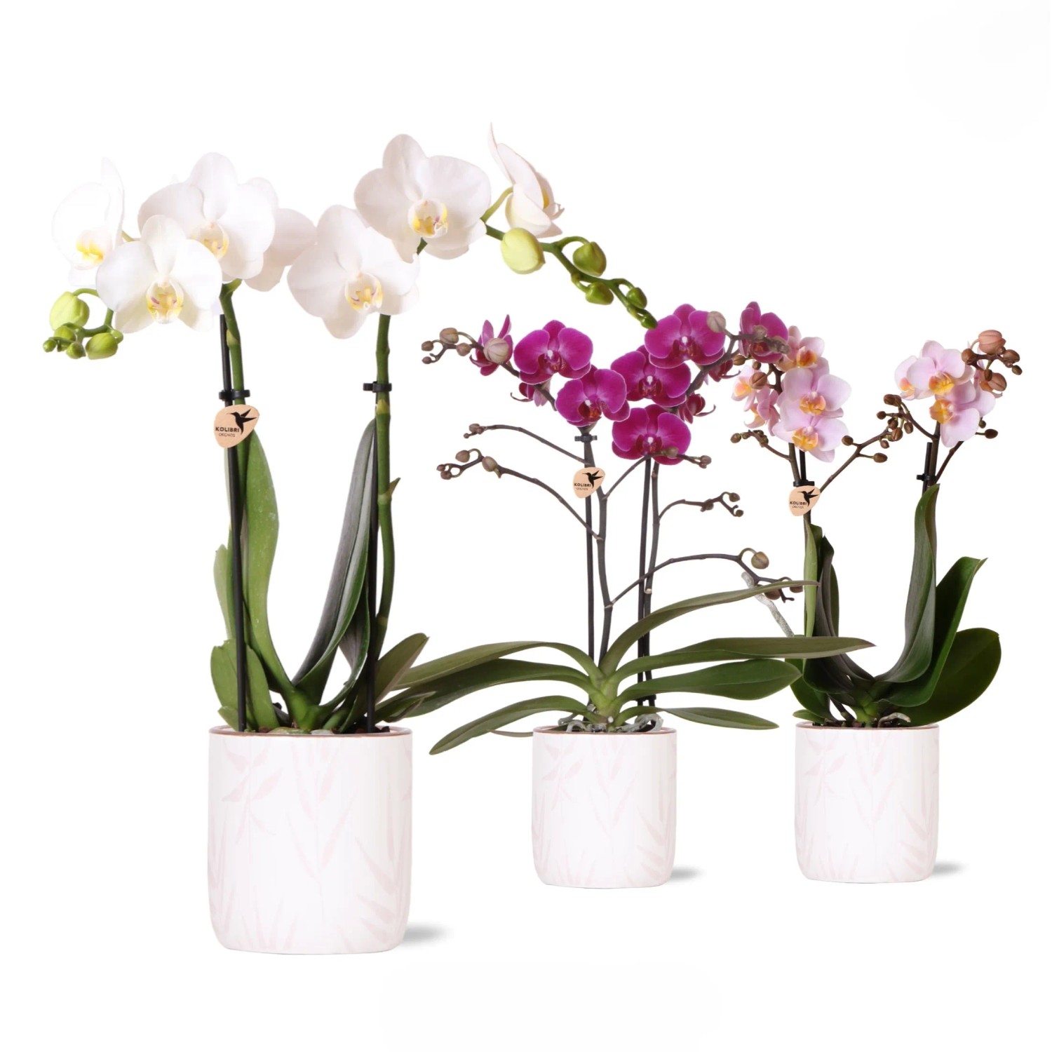 Phalaenopsis 2-Trieber mit Keramik-Topf 9 cm kaufen bei OBI