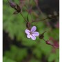 Nahaufnahme einer zarten, hellvioletten Blüte des Stinkenden Storchschnabels.