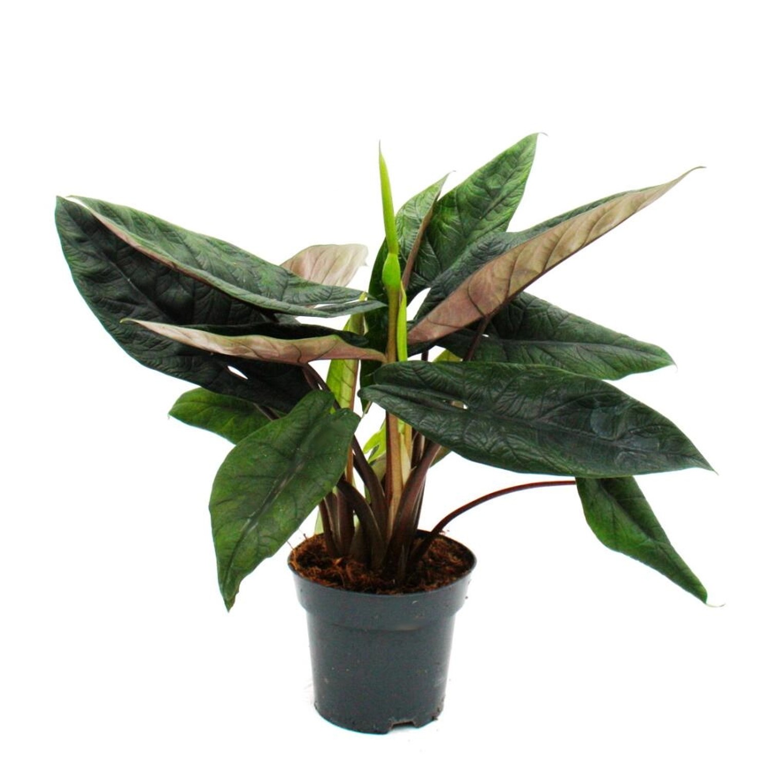 Exotenherz Alocasia Scalprum Schwarzes Pfeilblatt Zimmerpflanze 14cm Topf