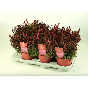 Mehrere rote Prachtkerzen (Gaura lindheimeri Gaudi) im Topf auf einem Tablett.