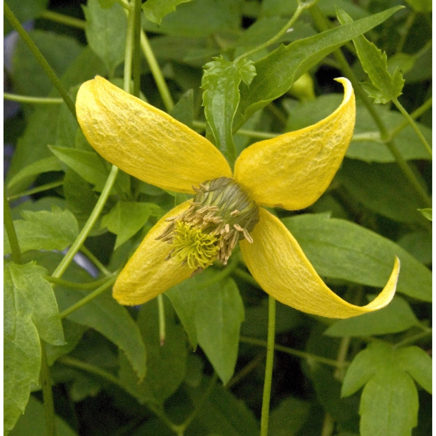 Gold Waldrebe Golden Harvest 60-80cm - Clematis tangutica günstig online kaufen