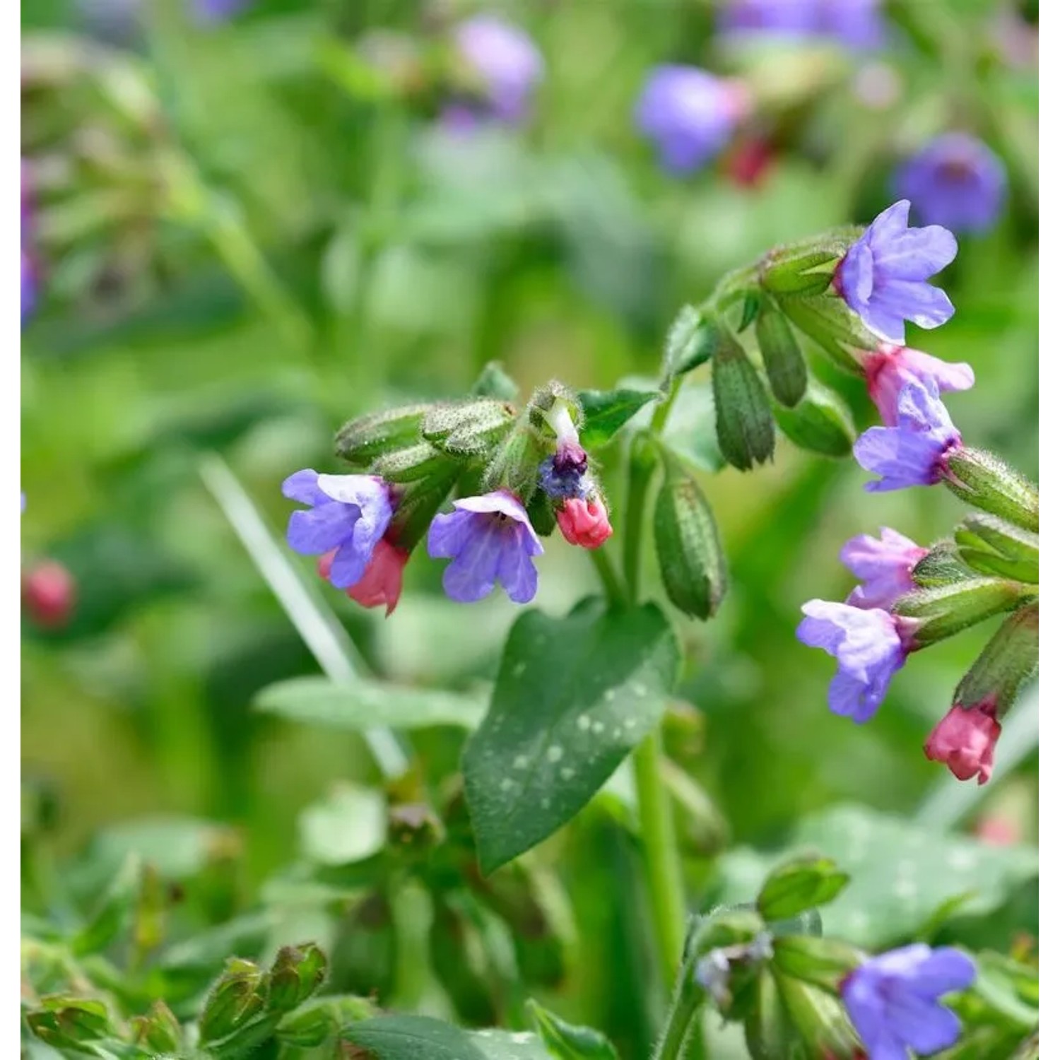 Echtes Lungenkraut Wuppertal - Pulmonaria officinalis
