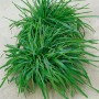 Dekorativer Riesen-Goldschwingel (Poa Chaixii) im 9x9 cm Topf. Ziergras für Garten und Kübel.
