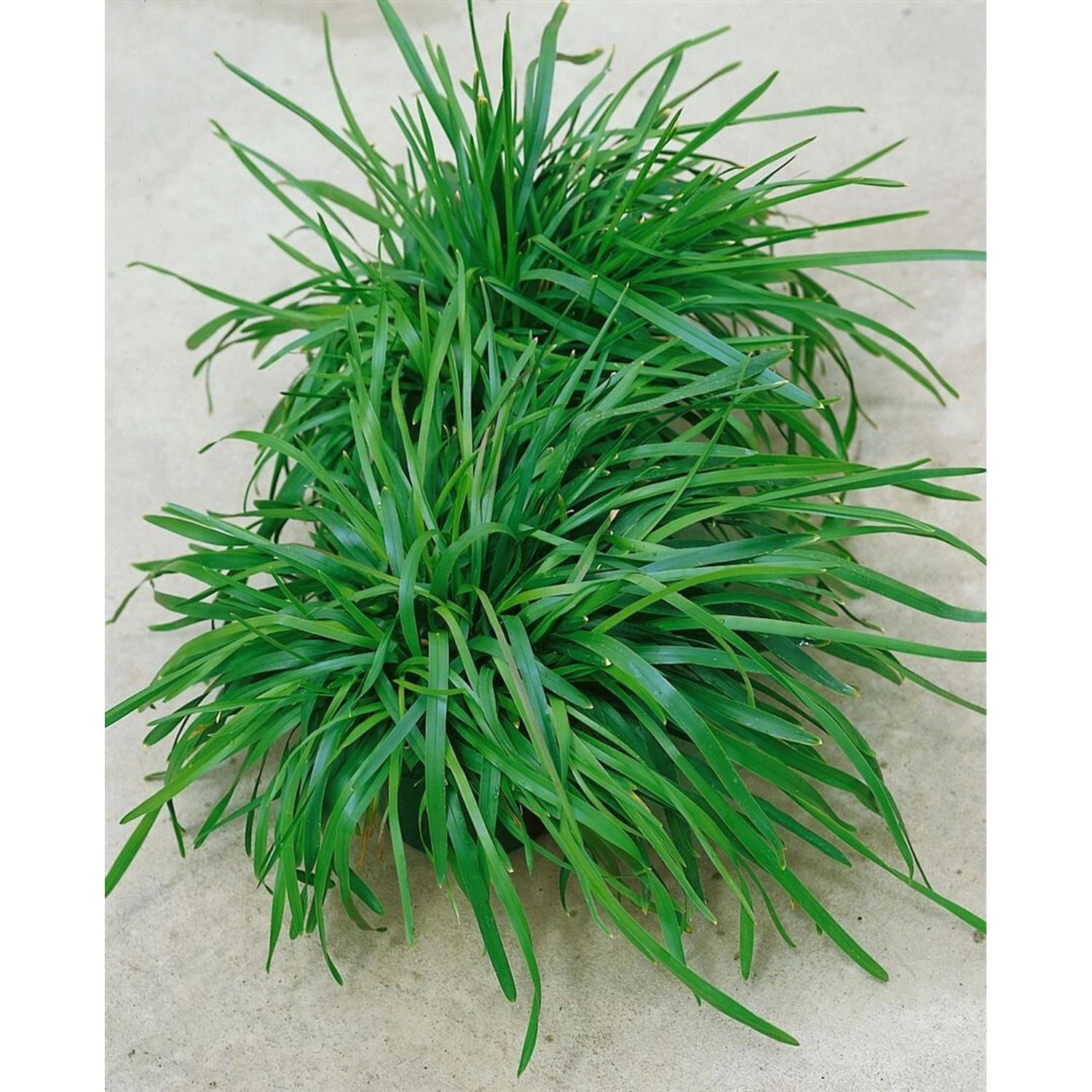 Poa Chaixii Riesen-Goldschwingel Ca. 9x9 cm Topf Dekorativ günstig online kaufen