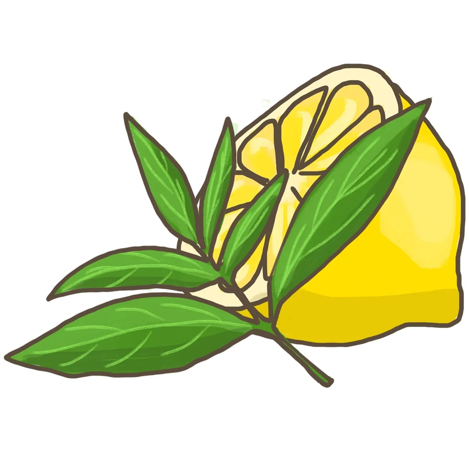 Illustration einer halben Zitrone mit Zitronenverbene-Blättern. Küchenkräuter für Tee und Speisen.