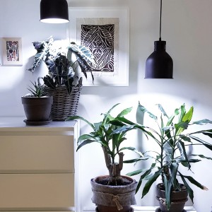 Pflanzen unter Parus LED Pflanzenlampe E27 6W in Innenraum-Szene.