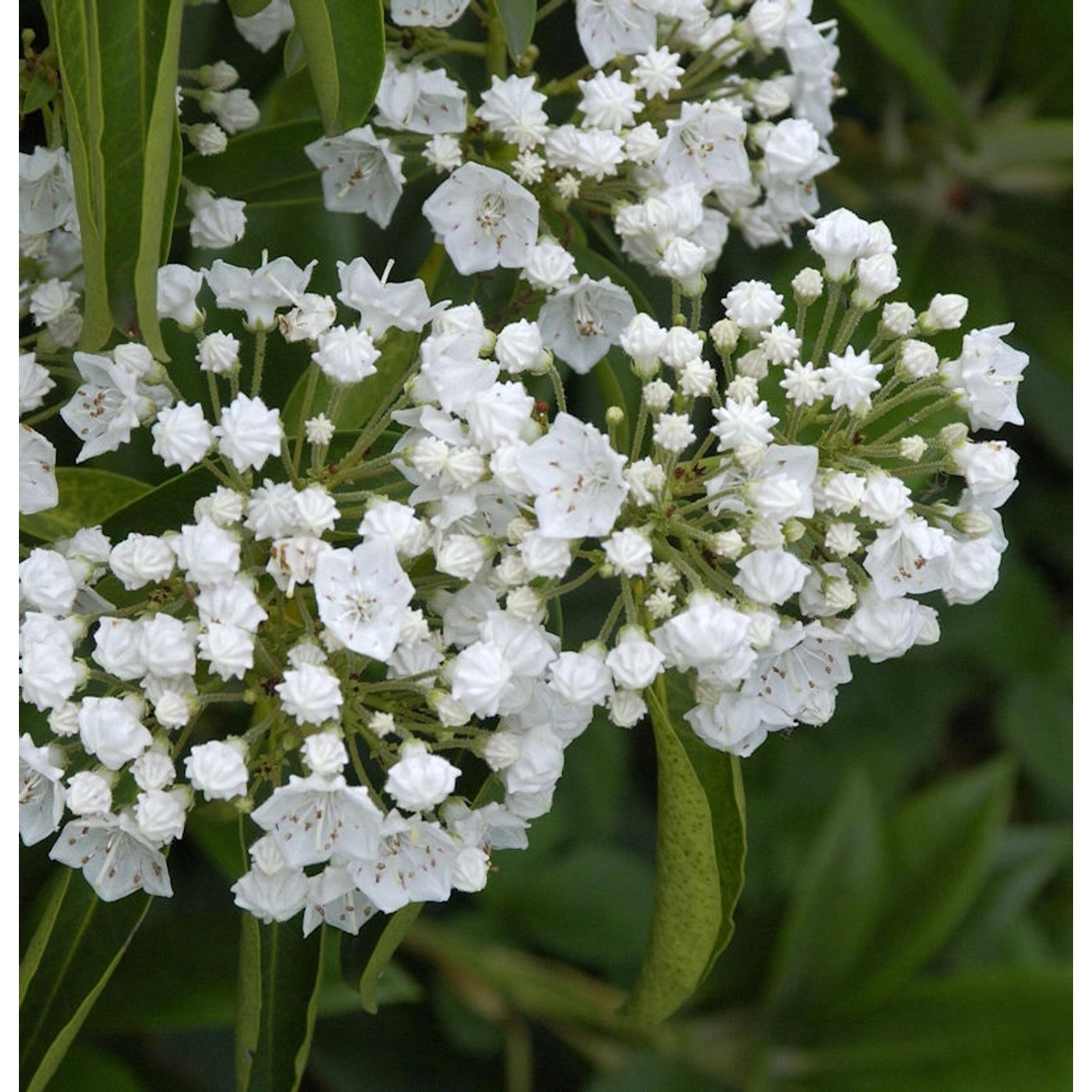 Großer Berglorbeer Snowdrift 25-30cm - Kalmia latifolia günstig online kaufen