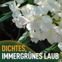 Nahaufnahme des weißen Oleanders Sunny-Tree, einer blühenden Kübelpflanze mit immergrünem Laub.