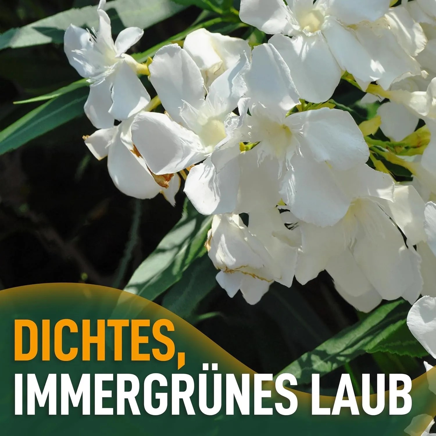 Nahaufnahme des weißen Oleanders Sunny-Tree, einer blühenden Kübelpflanze mit immergrünem Laub.