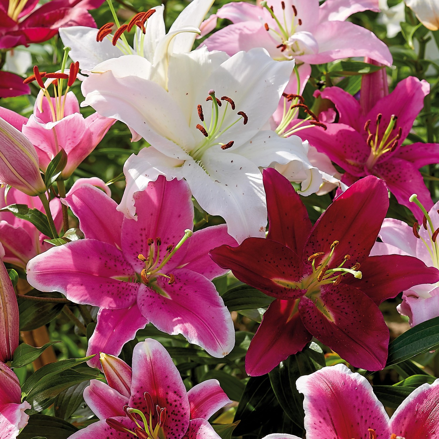 Lilien oriental Mischung 5 Stück kaufen bei OBI