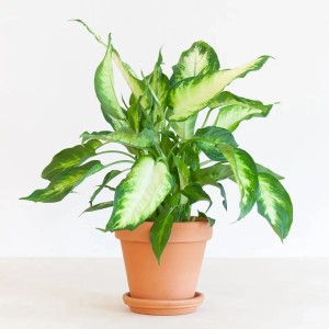 GROW by OBI "Camilla" Höhe ca. 35cm Topf-Ø 12 cm Dieffenbachia maculata