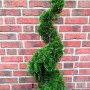 Immergrüne Pflanzen-Boering Edelthuja Spirale Thuja Smaragd im Topf, ca. 140-150 cm hoch.
