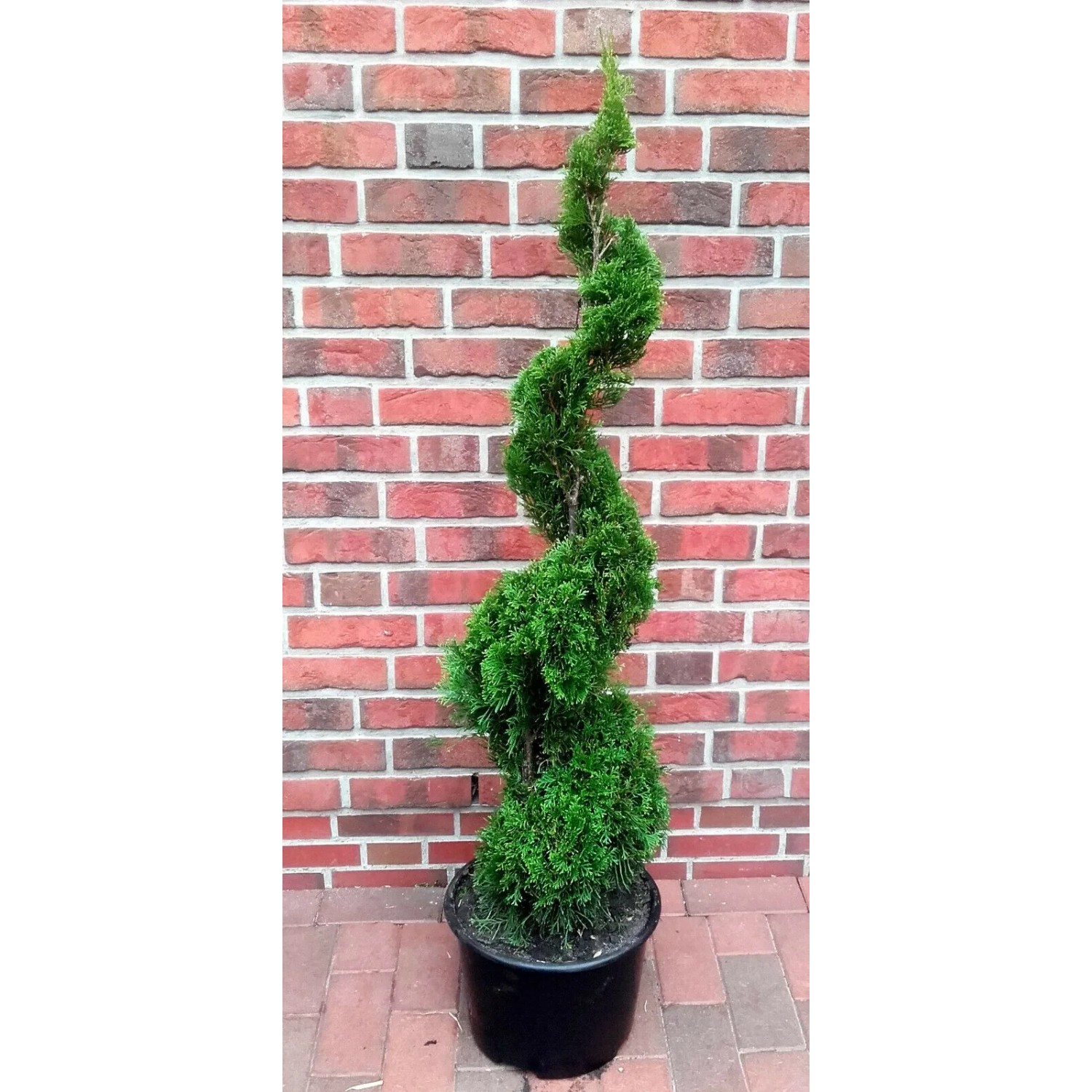 Immergrüne Pflanzen-Boering Edelthuja Spirale Thuja Smaragd im Topf, ca. 140-150 cm hoch.
