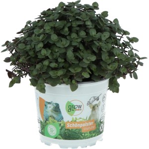 GROW by OBI Schönpolster, Vitalfutter im Topf, ca. 15cm hoch. Grünpflanze für Nager und Vögel.
