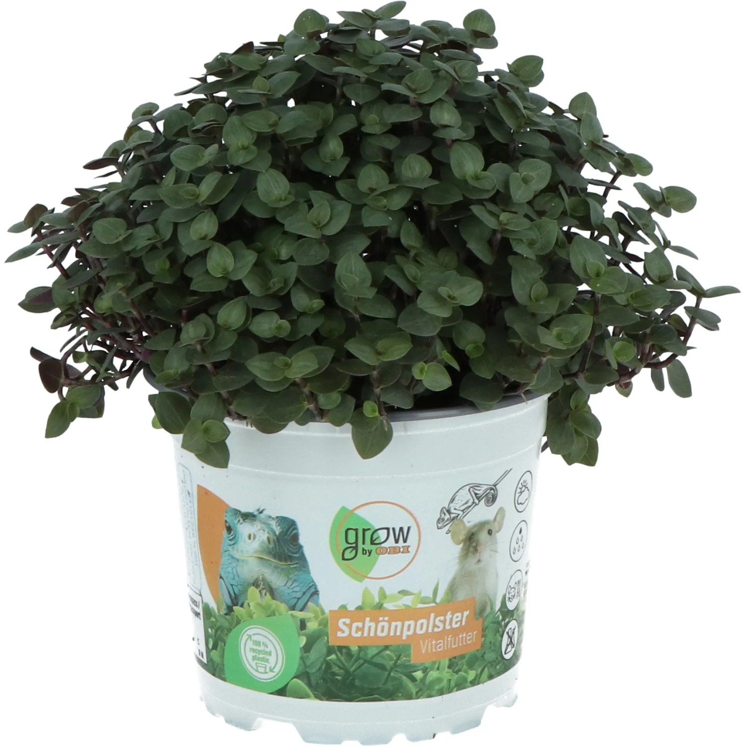 GROW by OBI Kallisie Topf-Ø ca. 12 cm Callisia repens