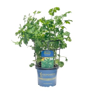Kiepenkerl Koriander im Topf, frisches Küchenkraut für Beet und Topf, #beebetter
