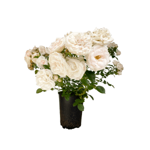 Baumfink Bodendeckerrose 'Aspirin' im Topf mit reinweißen Blüten.