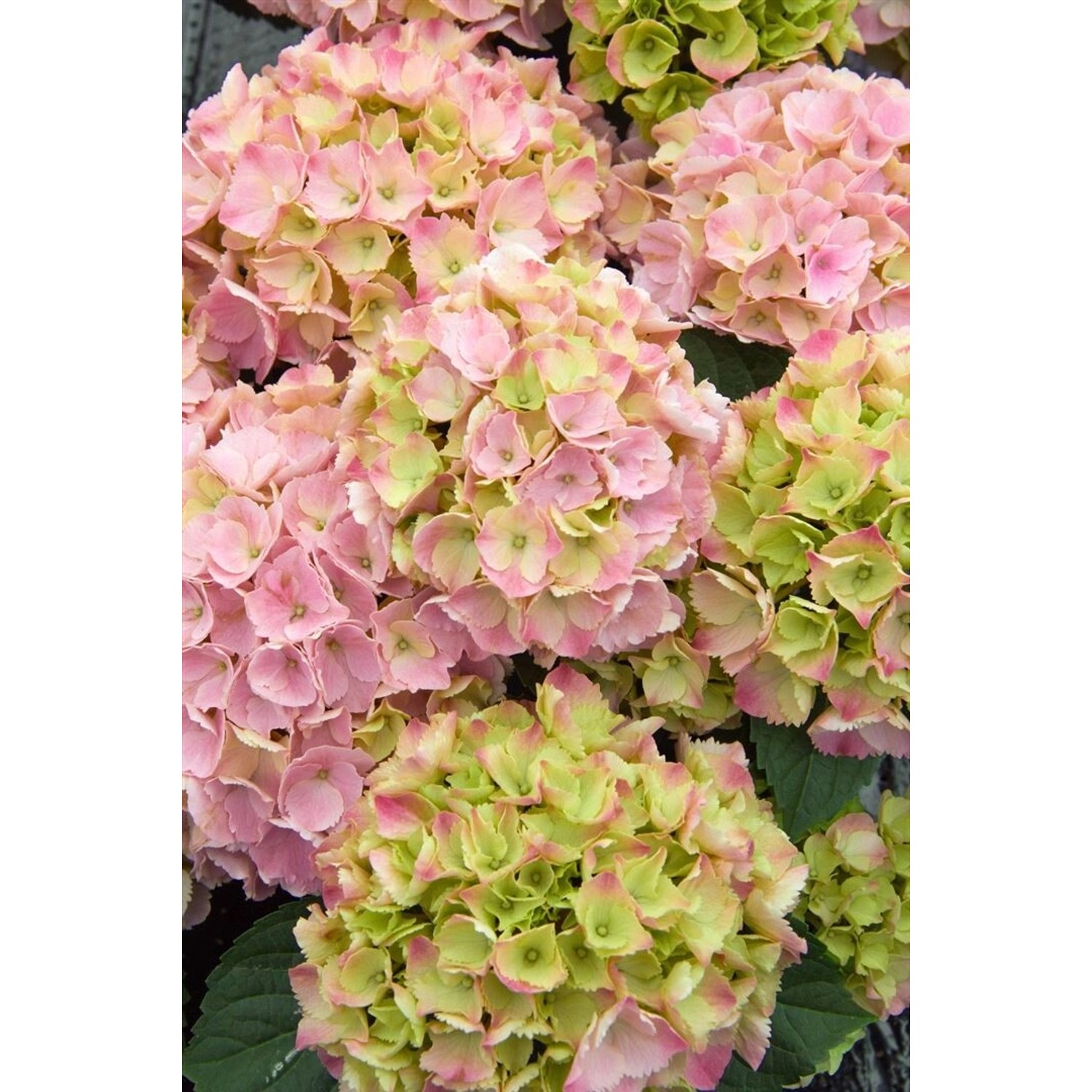 Hydrangea Macrophylla Bauernhortensie Pink Sensation 30-40 cm günstig online kaufen