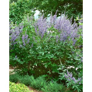 Buschiger Mönchspfeffer (Vitex Agnus-Castus) mit lila Blüten im Garten, 40–60 cm hoch.