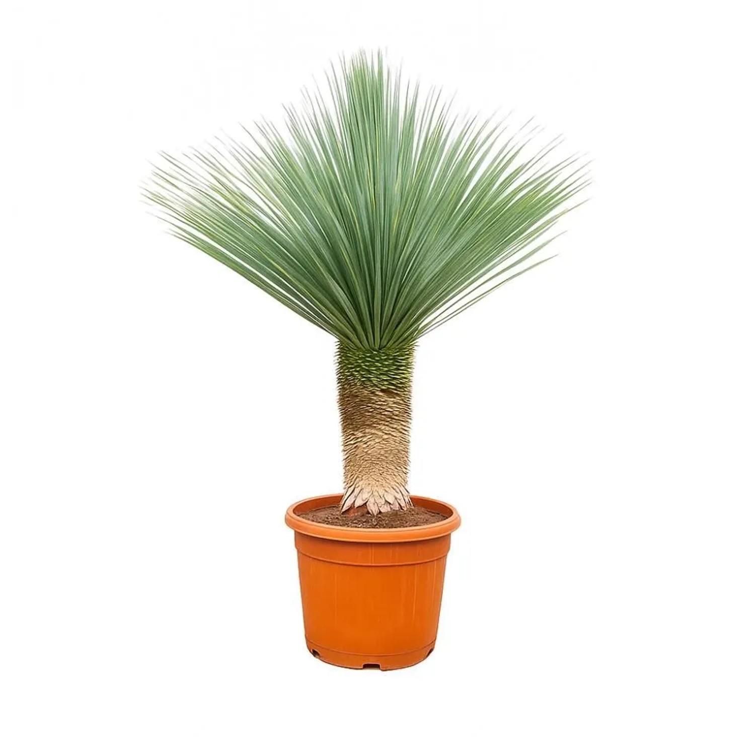 Exotenherz Palmlilie Yucca Rostrata 55cm Topf ca. 150-170 cm Hoch günstig online kaufen