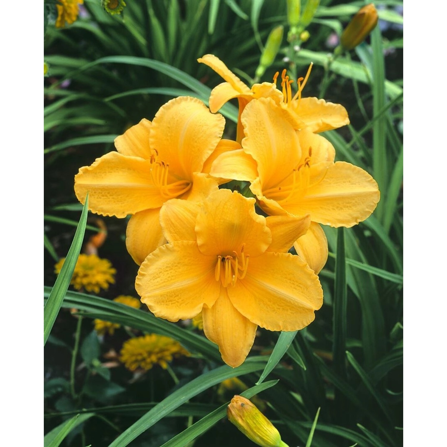 Hemerocallis X Cult. Golden Prize Taglilie Ca. 11x11 cm Topf günstig online kaufen