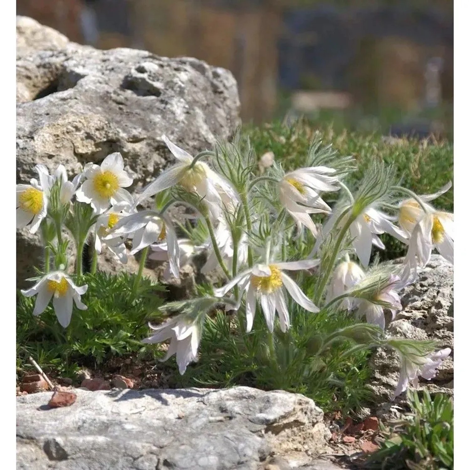 Küchenschelle Pinwheel Weiß - Pulsatilla vulgaris
