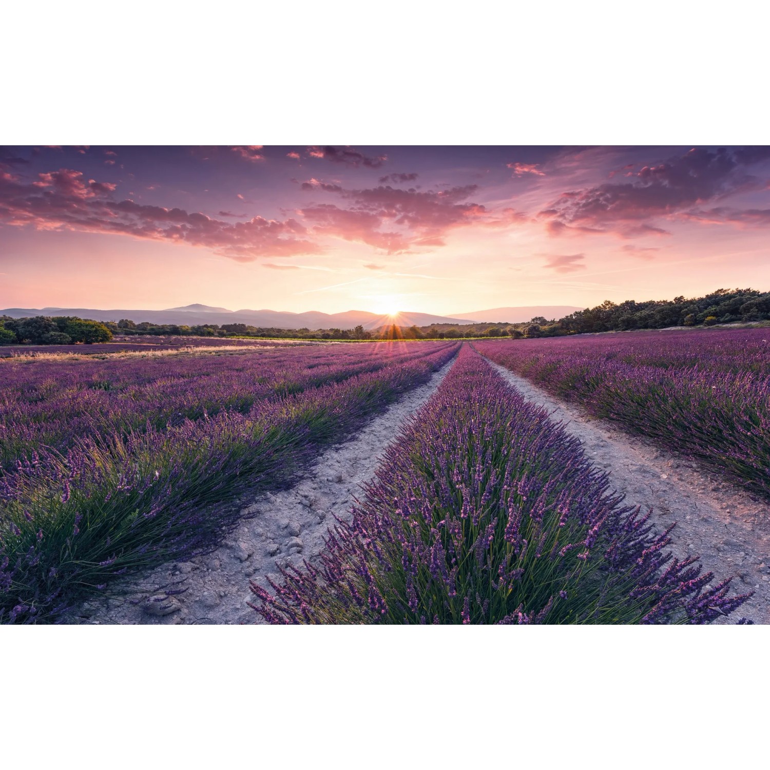 Vlies Fototapete Lavender Dream