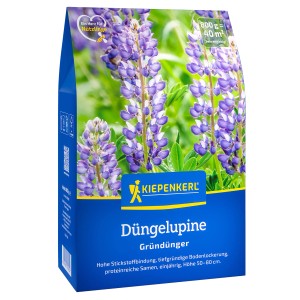 Kiepenkerl Gründünger Düngelupine, 1kg Packung mit blühenden Lupinen.
