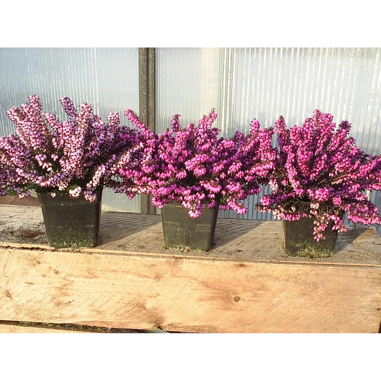 Englische Heide verschiedene Farben Topf-Ø ca. 12 cm Erica