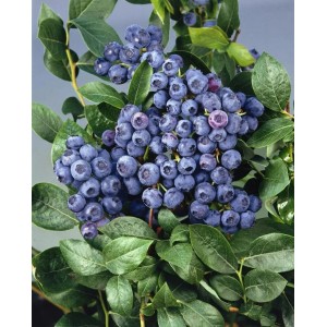 Ertragreiche Heidelbeere 'Bluecrop' (60–80 cm) mit reifen, blauen Beeren und grünen Blättern.