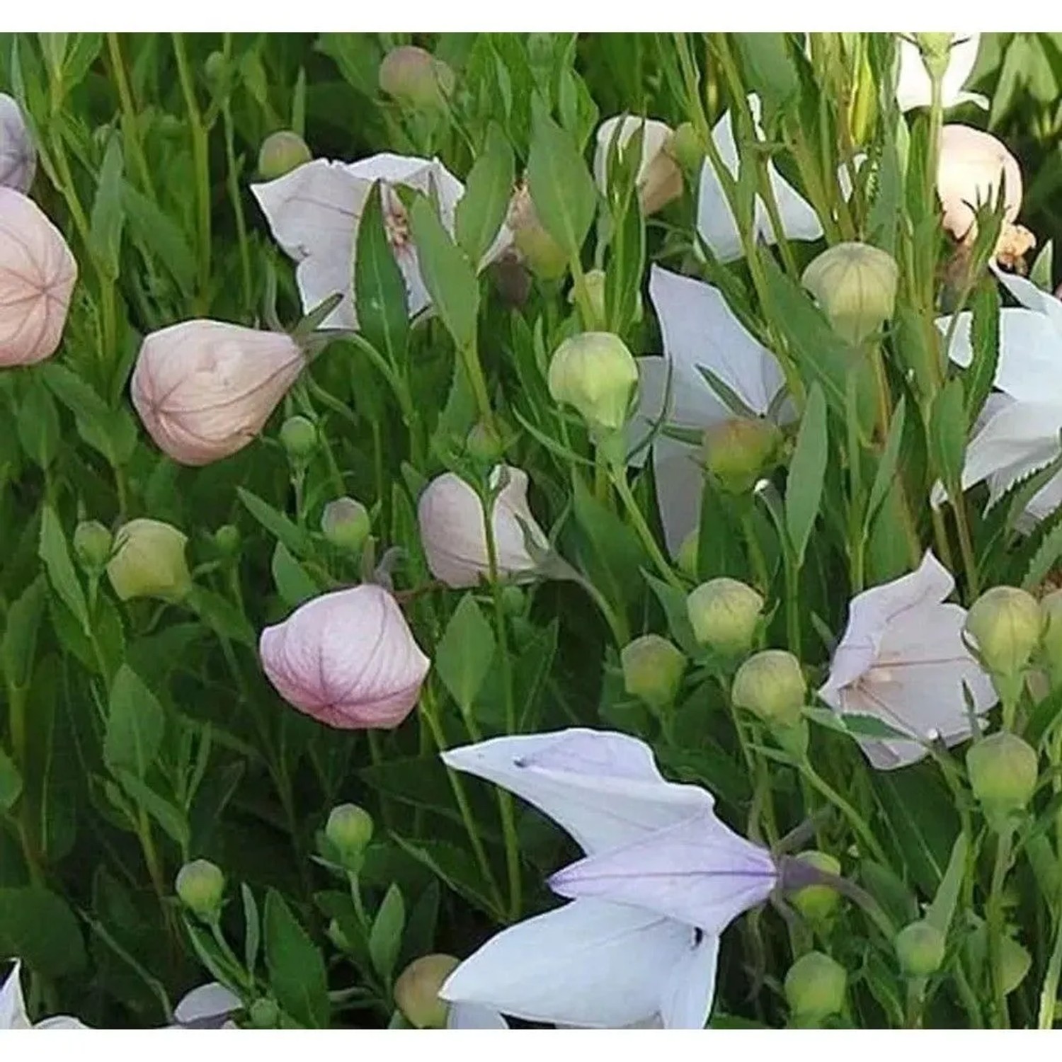 Ballonblume Fuji Pink - Platycodon grandiflorus