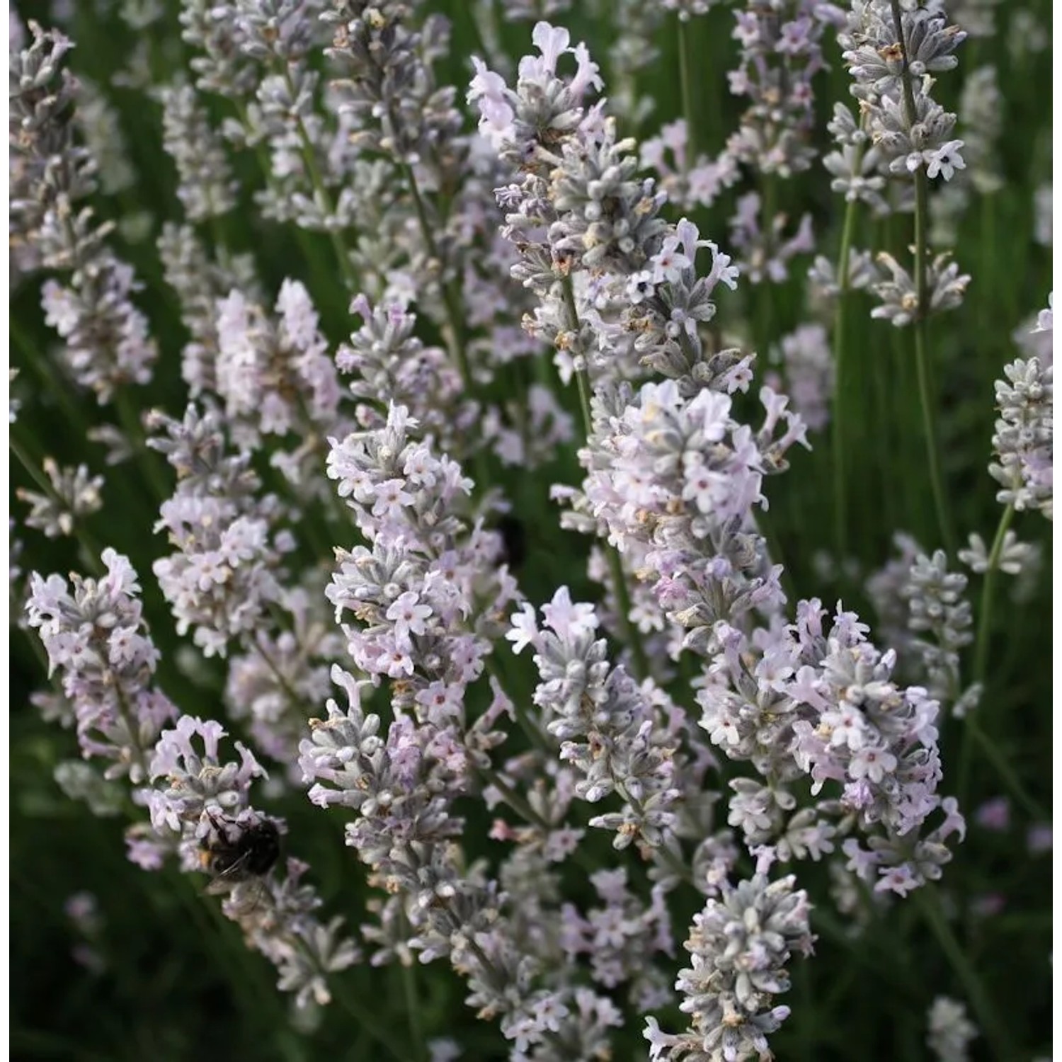 Echter Lavendel Arctic Snow - Lavandula angustifolia