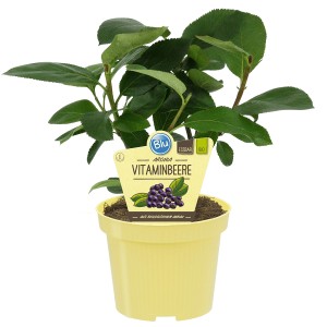 Blu Filzige Apfelbeere im Topf, ca. 12 cm Ø. Aronia Beerenstrauch mit grünen Blättern im gelben Topf.