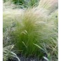 Detailaufnahme von Federgras (Stipa tenuifolia) im Garten, silbrig-grüne Halme.