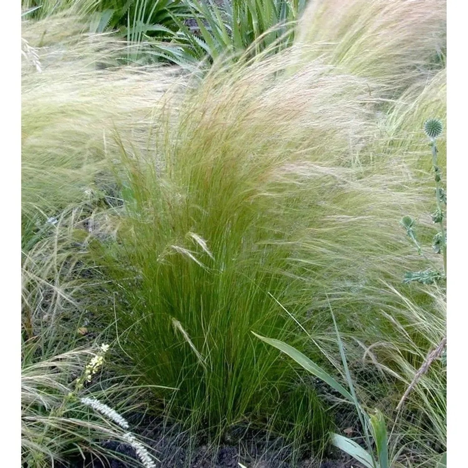 Federgras - Stipa tenuifolia