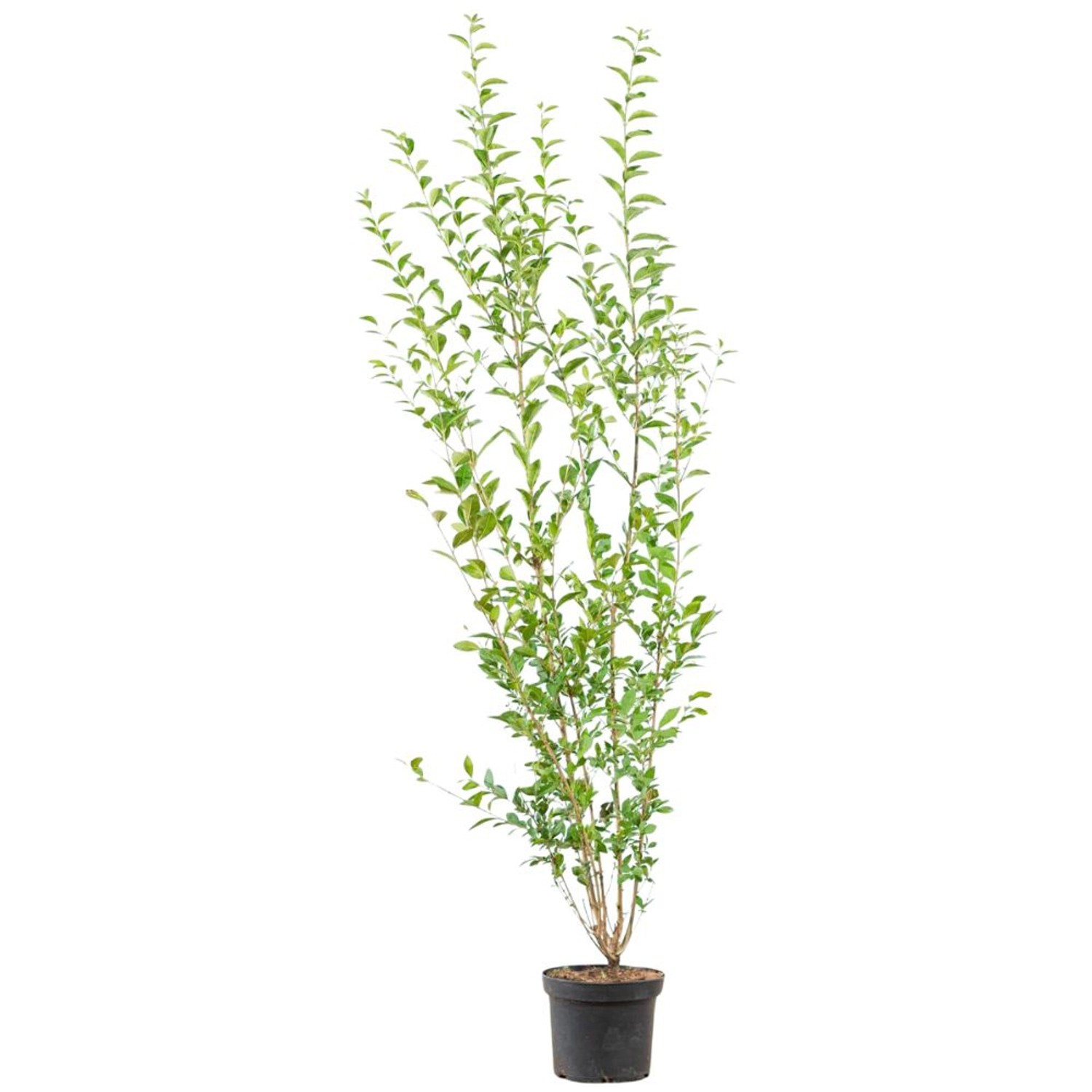 Ovalblättriger Liguster Set à 10 Stück Höhe ca. 175-200 cm Ligustrum ovalifolium