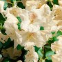 Nahaufnahme des Rhododendron Williamsianum 'Gartendirektor Rieger' mit rosa Blüten.