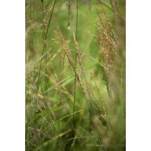Detailaufnahme von Molinia Arundinacea 'Karl Foerster' Pfeifengras im Topf, grüne Halme und Blütenstände.