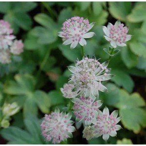 Nahaufnahme der Sterndolde 'Buckland' (Astrantia major), eine dekorative Staude mit rosa-weißen Blüten.