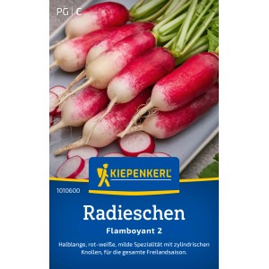 Kiepenkerl Radieschen 'Flamboyant 2': Halblange, rot-weiße Radieschen auf grauem Untergrund.