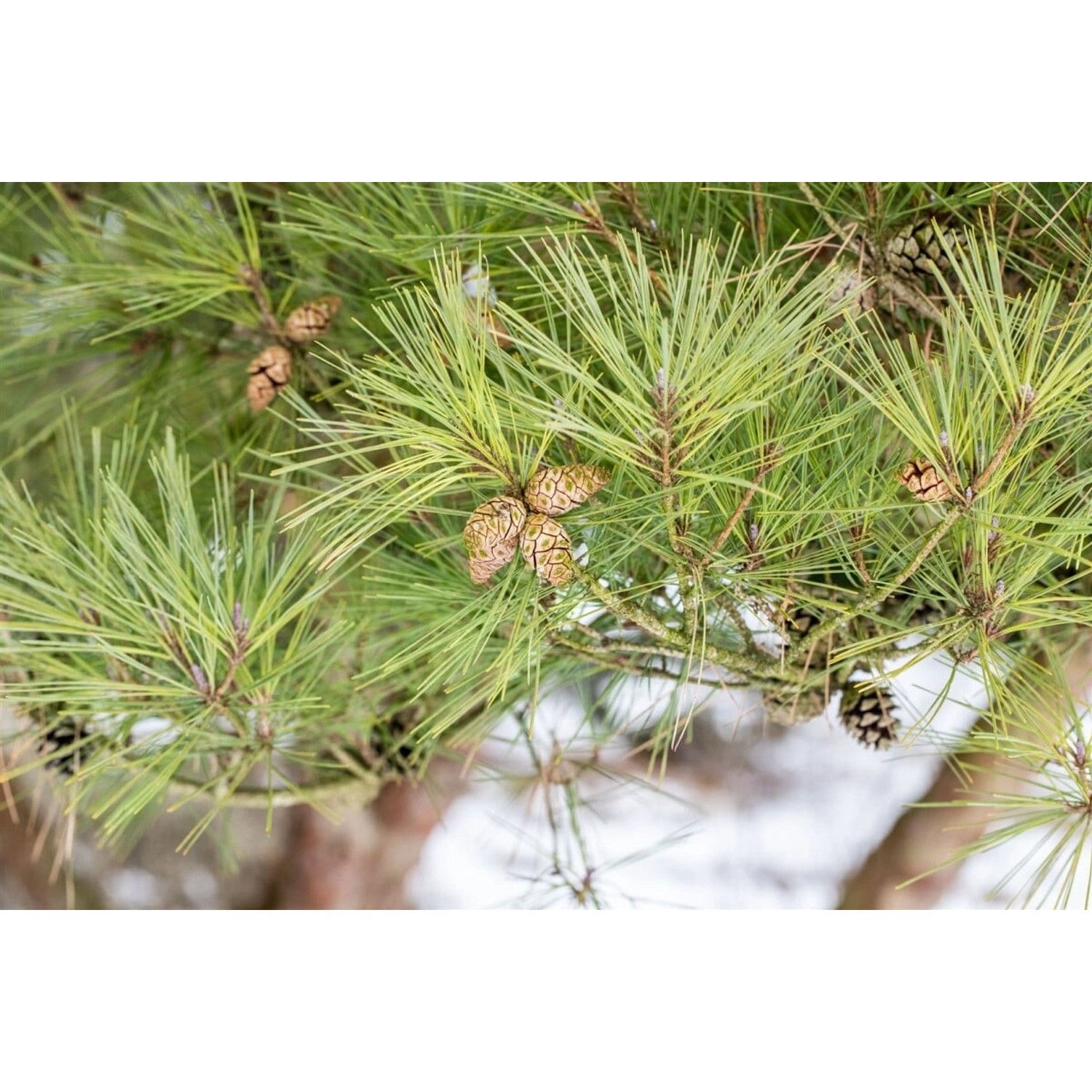 Pinus Densiflora Pumila Japanische Rotkiefer 150–175 cm günstig online kaufen