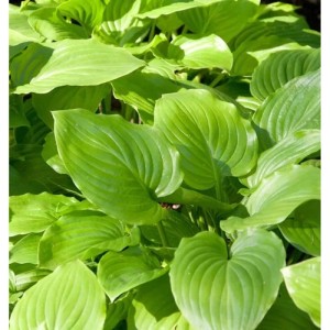 Grünblättrige Funkie Grandiflora (Hosta plantaginea) mit großen, hellgrünen Blättern.