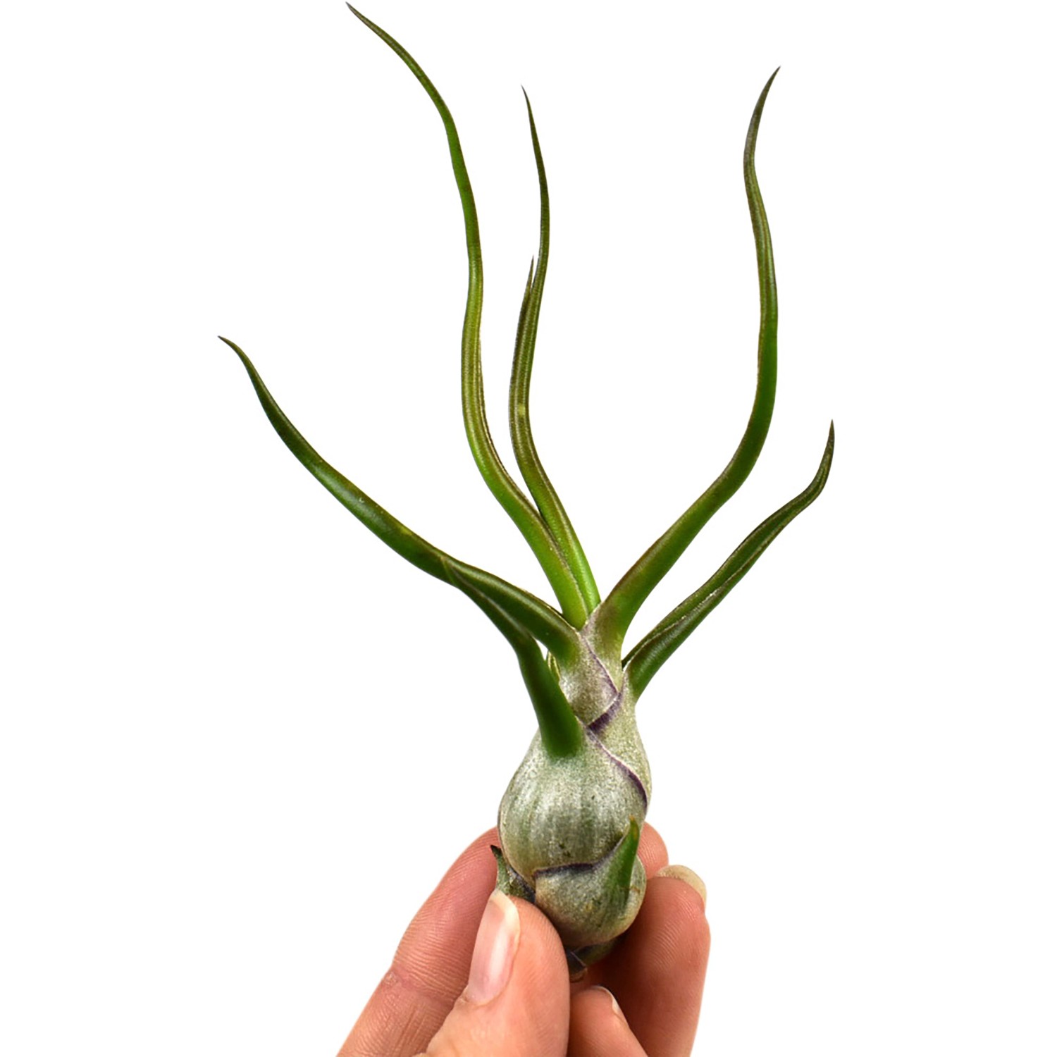 Kleine, grüne Tillandsie (ca. 6 cm) in Hand gehalten. Luftpflanze, ideal für helle Standorte.