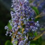Nahaufnahme der blau blühenden Säckelblume Henry Desfosse (Ceanothus delilianus).