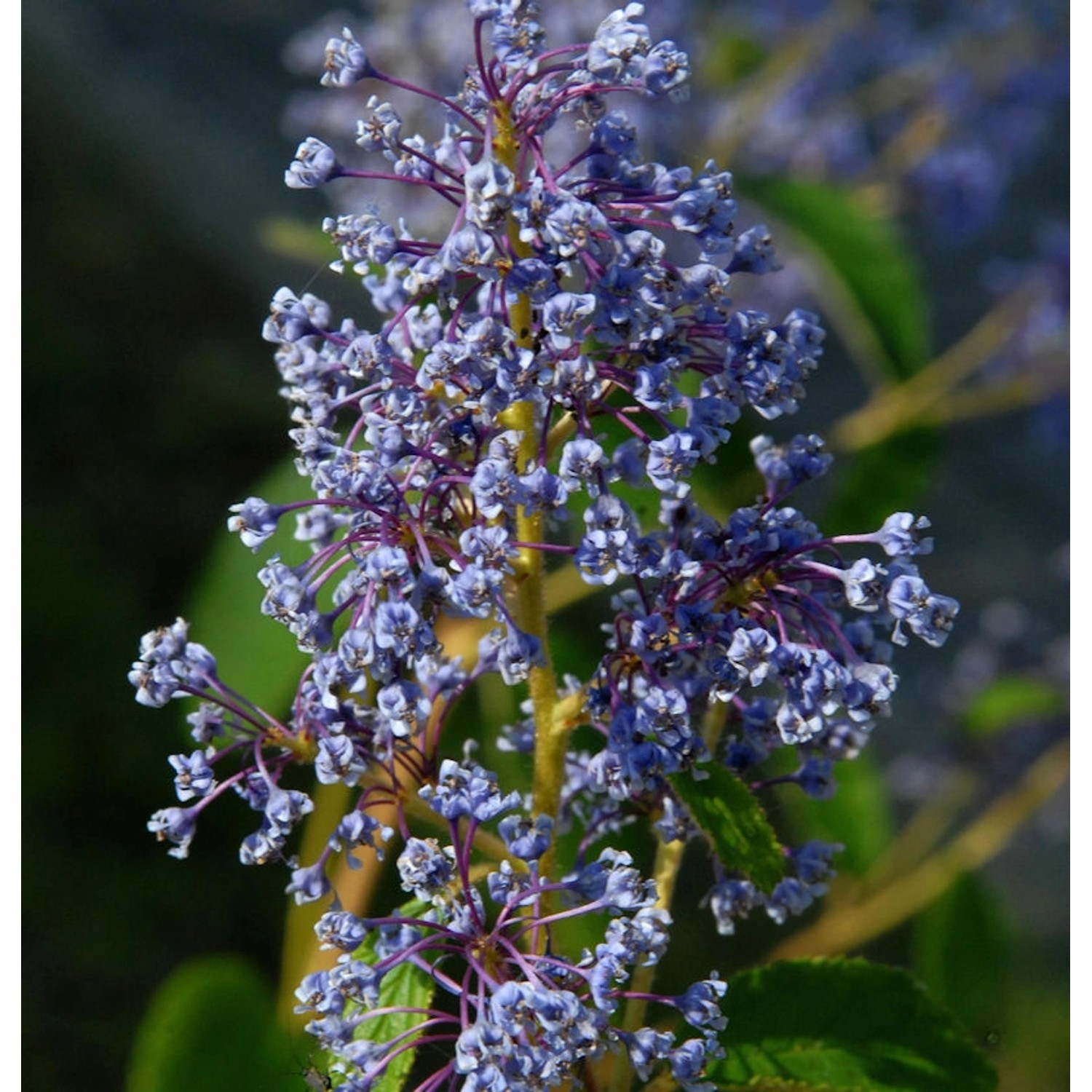 Säckelblume Henry Desfosse 60-80cm - Ceanothus delilianus günstig online kaufen