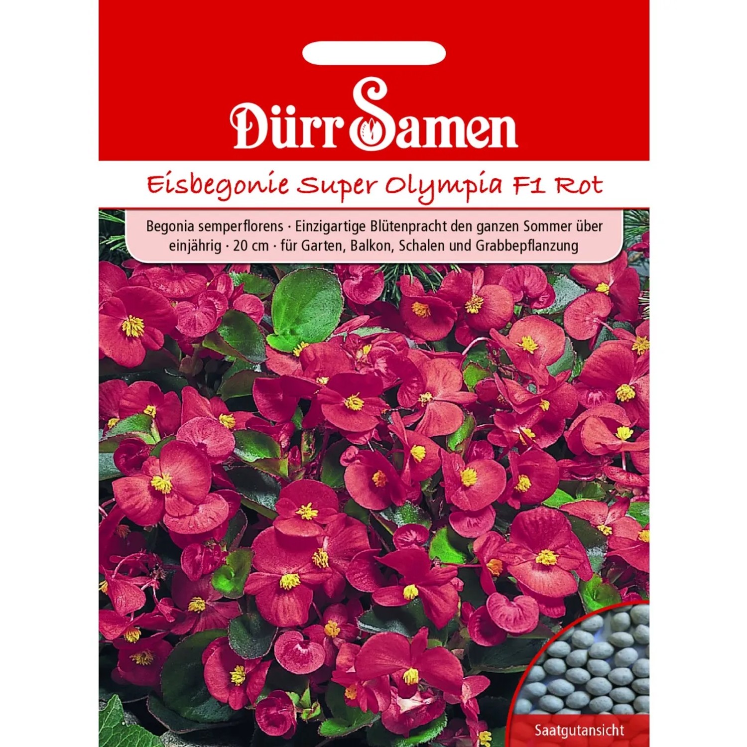 Dürr Samen Eisbegonie Super Olympia F1 Rot Einjährig Saatgut