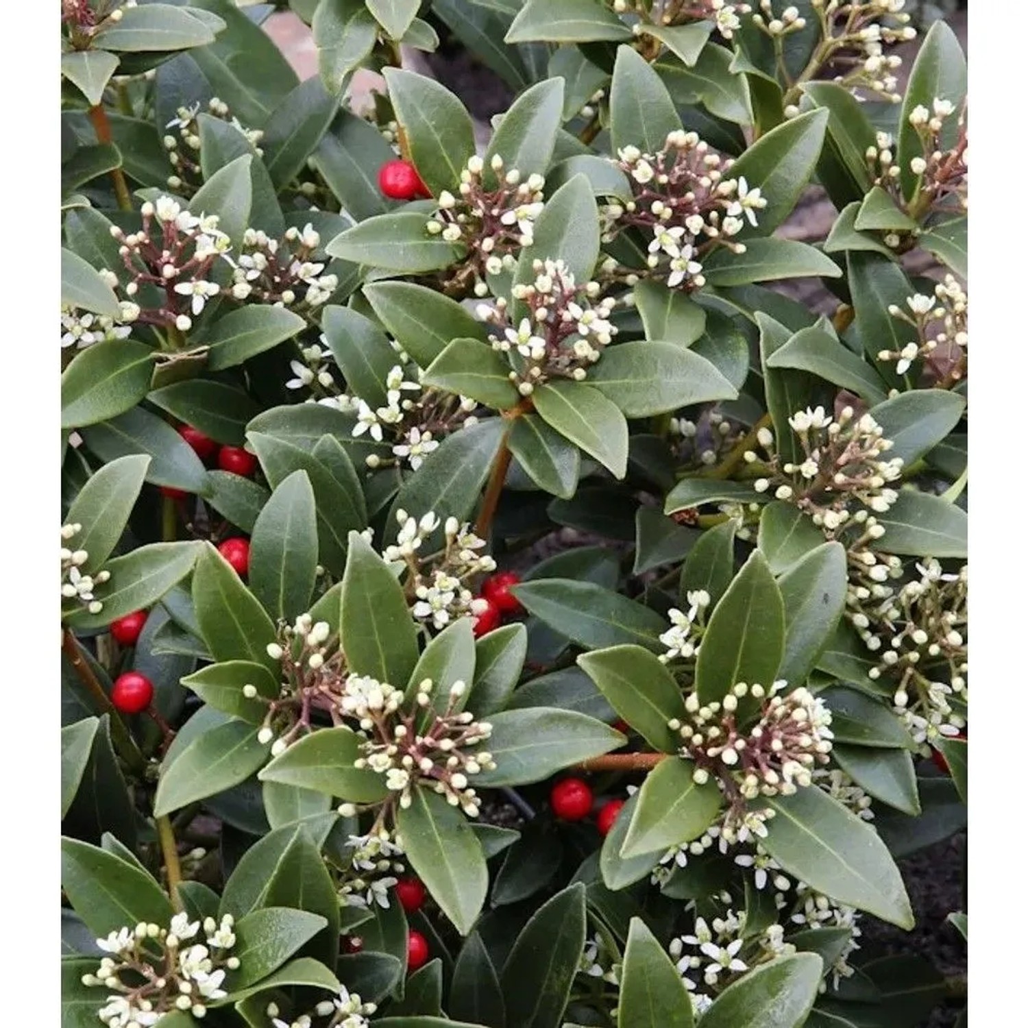 Japanische Skimmie Veitchii 25-30cm - Skimmia japonica