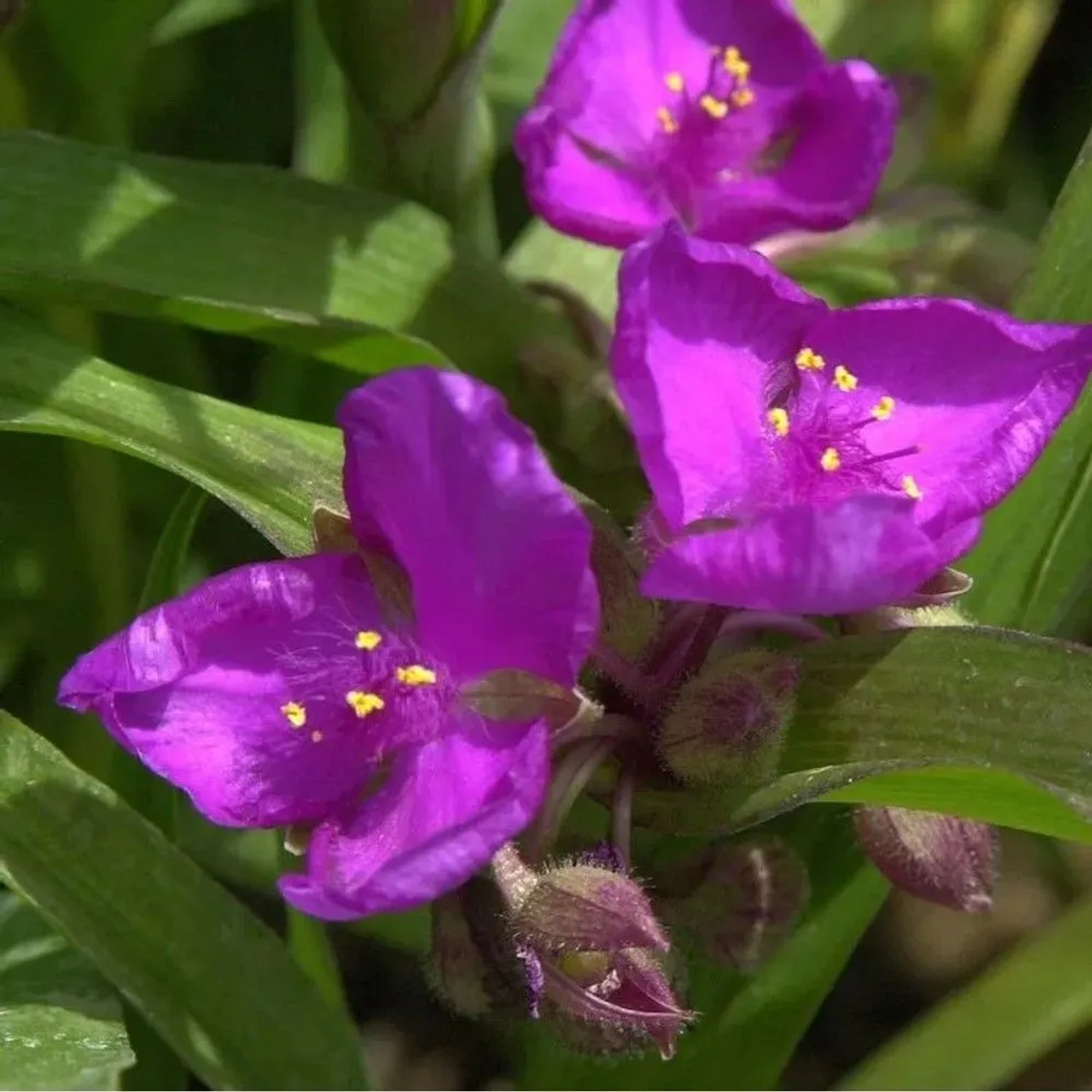 Dreimasterblumen Valour - Tradescantia andersoniana