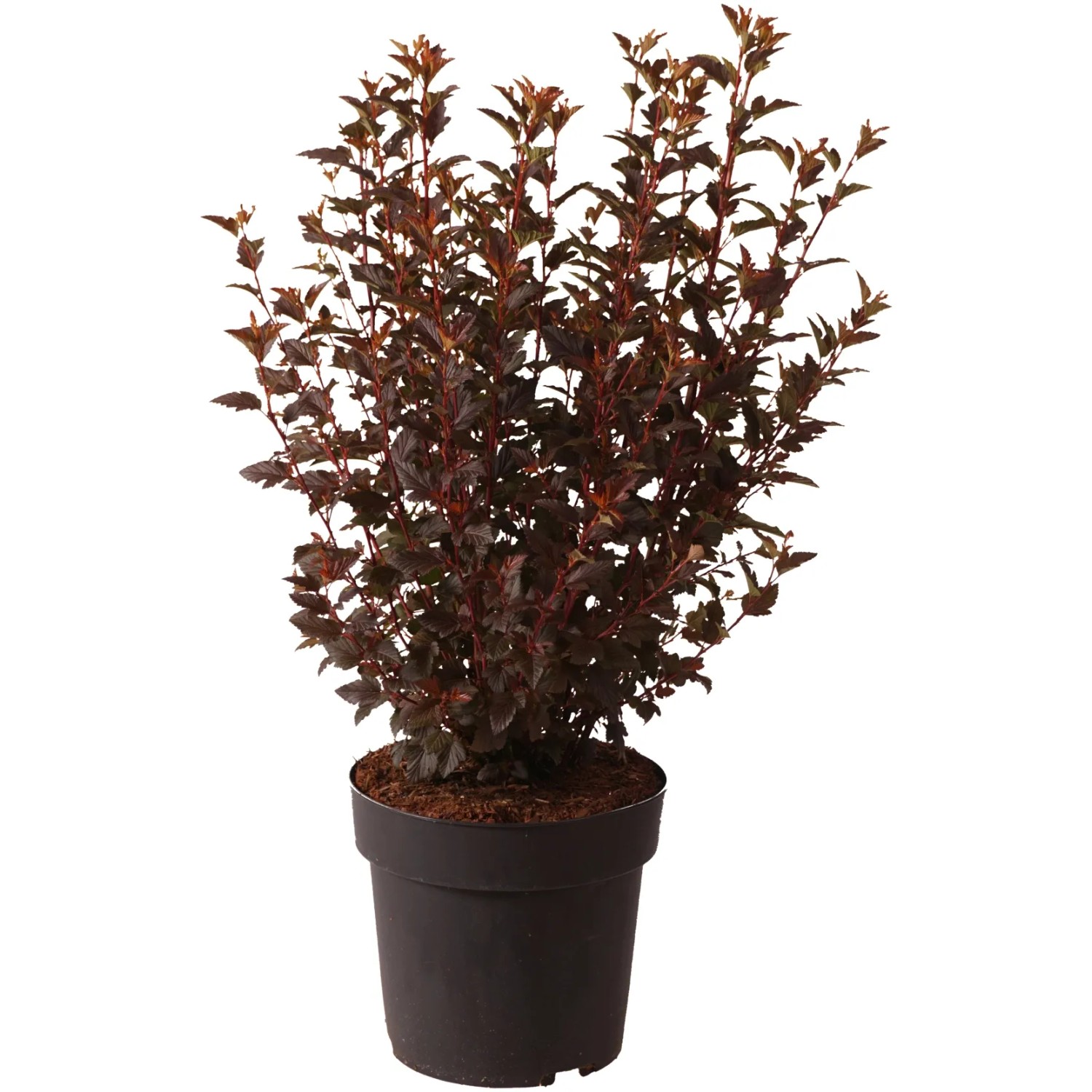 Fasanenspiere "Cherry Tea" Höhe ca. 40 cm Topf ca. 4,5 l Physocarpus